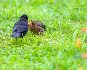 Big mouth baby blackbird post feature image