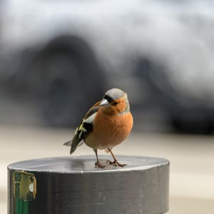 Bird on a post post feature image