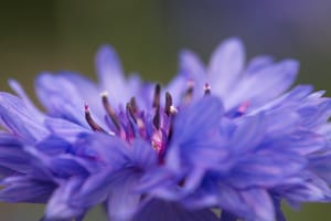 Blue cornflower post feature image