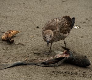 Brown seagull and fish on the beach post feature image