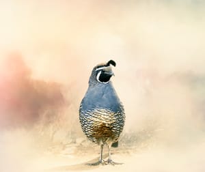 Californian quail post feature image