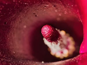 Calla lily spadix post feature image