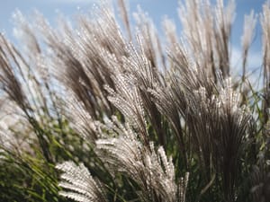 Chinese silver grass post feature image