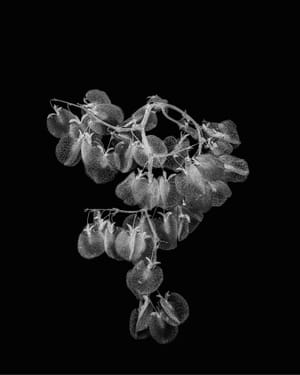 Climbing sorrel post feature image