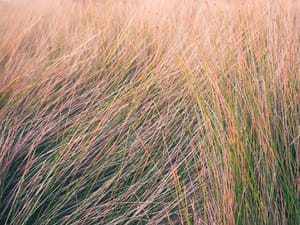 Coastal grass post feature image