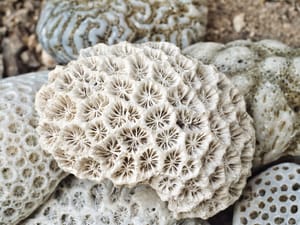 Coral fossil post feature image