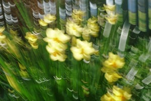 Daffodils ICM post feature image