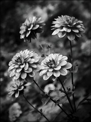 Dahlias in black and white post feature image