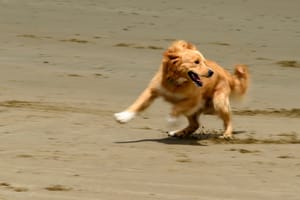 Dog playing on the beach post feature image