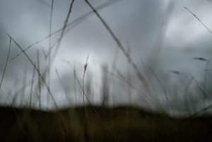 Dry grass close-up post feature image