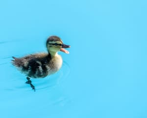 Duckling alone post feature image