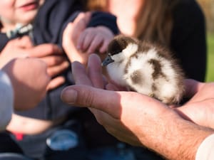 Duckling post feature image