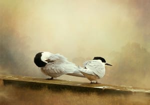 Two white birds post feature image