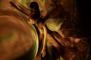 Fairy with a crystal ball post feature image