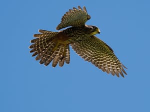 Falcon post feature image