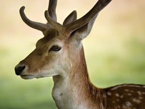 Fallow deer post feature image