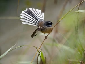 Fantail Taum post feature image