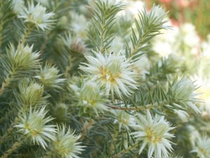 Featherhead post feature image