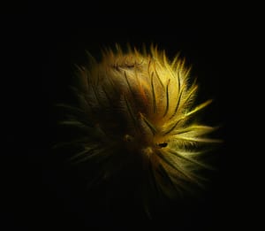 Featherhead post feature image