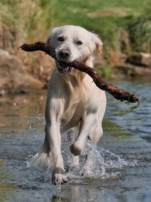 Dog post feature image