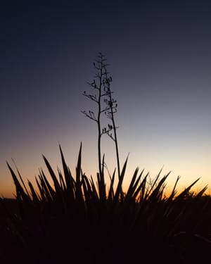Flax bush silhouette post feature image