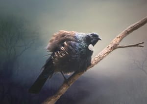 Tūī post feature image