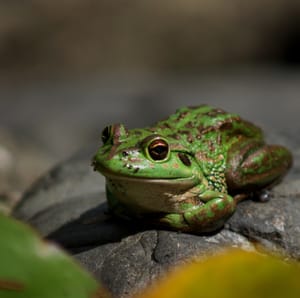 Frog sitting on a rock post feature image