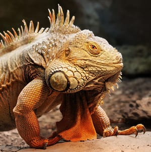 Green iguana under lamp post feature image