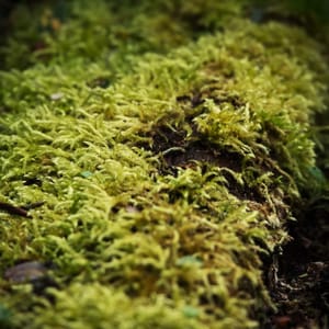 Green moss post feature image