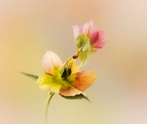 Hellebores and friend post feature image