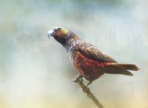 Kākā post feature image