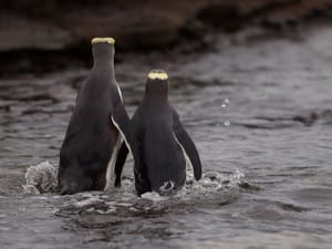 Hoiho Curio Bay post feature image