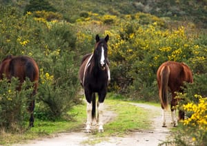 Horses in a paddock of scrub post feature image