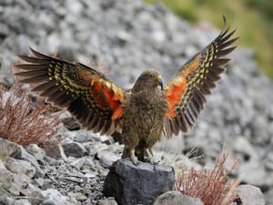 Kea post feature image