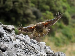 Kea post feature image