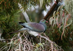 Kereru post feature image