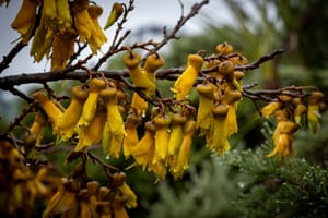 Kowhai post feature image