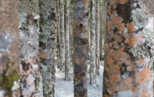 Lichen-covered tree trunks post feature image