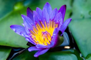 Lily water post feature image