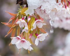Melting snow on cherry blossom post feature image