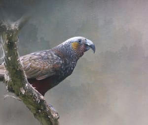 Kākā post feature image