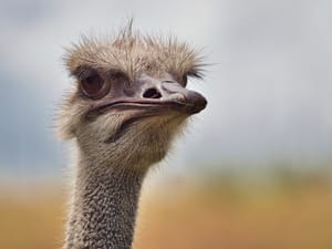 Ostrich post feature image