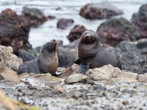 Pair of young kekeno post feature image
