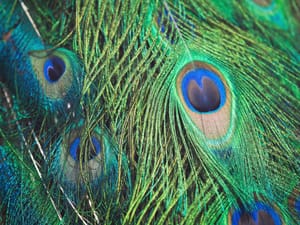 Peacock feathers post feature image