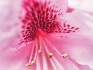 Pink rhododendron flower post feature image