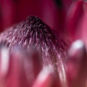 Pink fluff post feature image