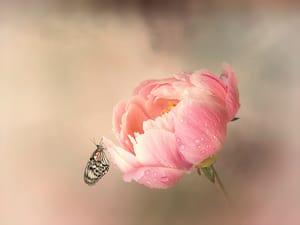 Pink peony post feature image