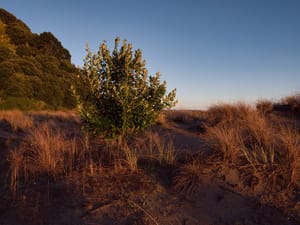 Pohutukawa post feature image