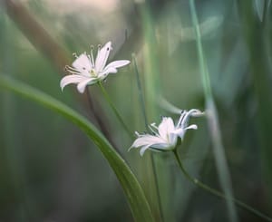 White wildflowers post feature image