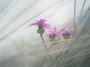 Purple groundsel post feature image
